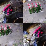 Screenshot_20260211_130833_Gallery